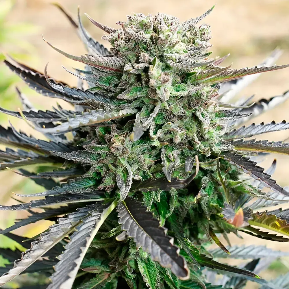Blue-Auto-Mazar_2.webp