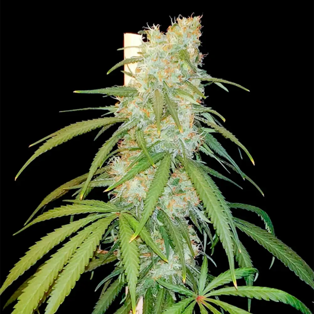 Amsterdam-Amnesia_3.webp