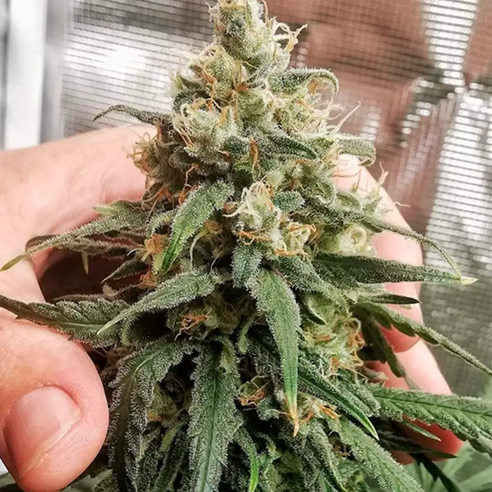 Amsterdam-Amnesia_2.webp