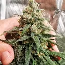 Amsterdam-Amnesia_2.webp