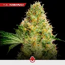 Power-Mix_3.webp