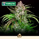 Cali-Automáticas-Auto-Wedding Cake.webp