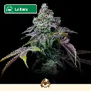 Cali-Feminizadas-L.A Runtz.webp