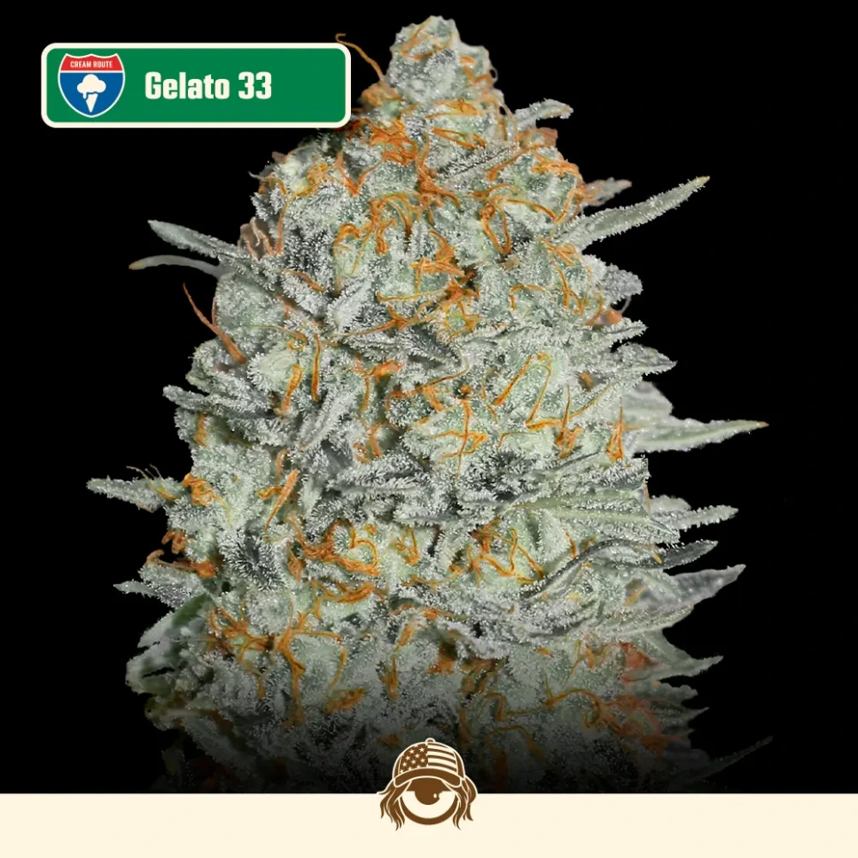 Cali-Feminizadas-Gelato-33.webp