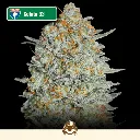 Cali-Feminizadas-Gelato-33.webp
