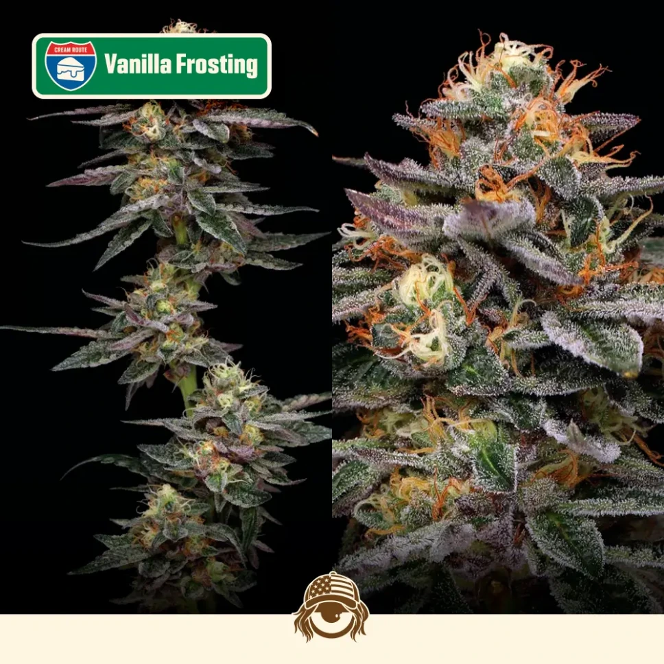 Cali-Feminizadas-Vainilla-Frosting.webp