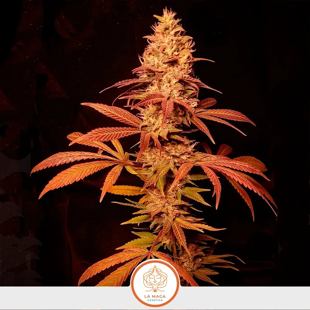Clones-La-Maga-Matrona-2.webp
