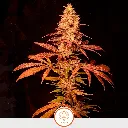 Clones-La-Maga-Matrona-2.webp