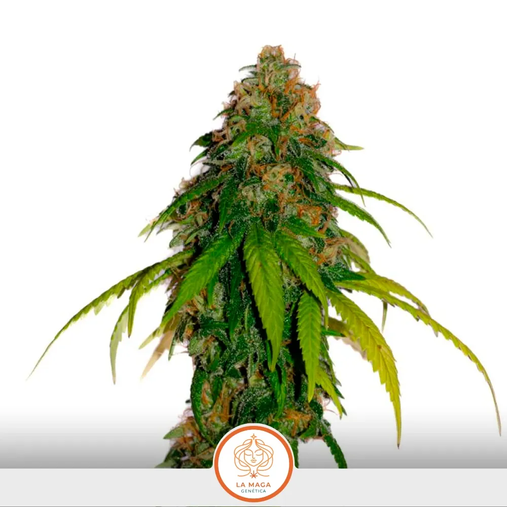 Clones-La-Maga-Onora-2.webp