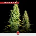 Power-Mix_5.webp