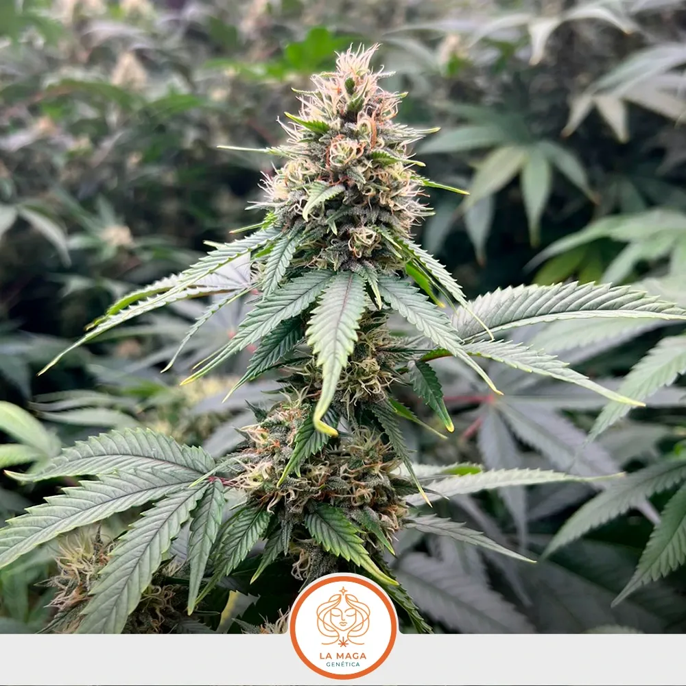 Clones-La-Maga-Santanesia-2.webp