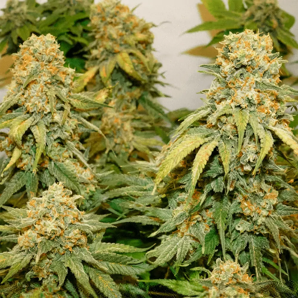 Banana-Blaze_2.webp