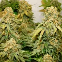 Banana-Blaze_2.webp