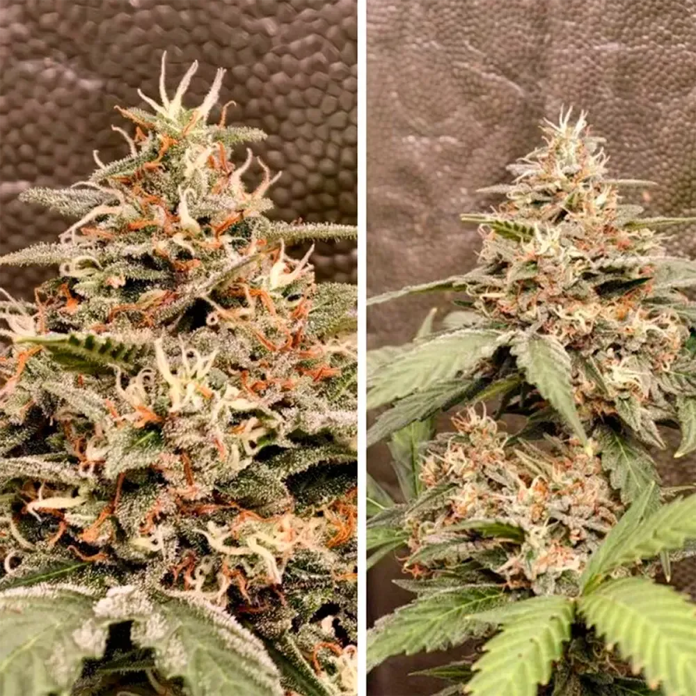 Auto-GrapefruitZ_4.webp