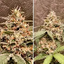 Auto-GrapefruitZ_4.webp