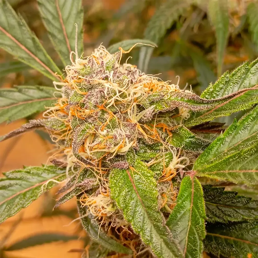 Auto-GrapefruitZ_3.webp