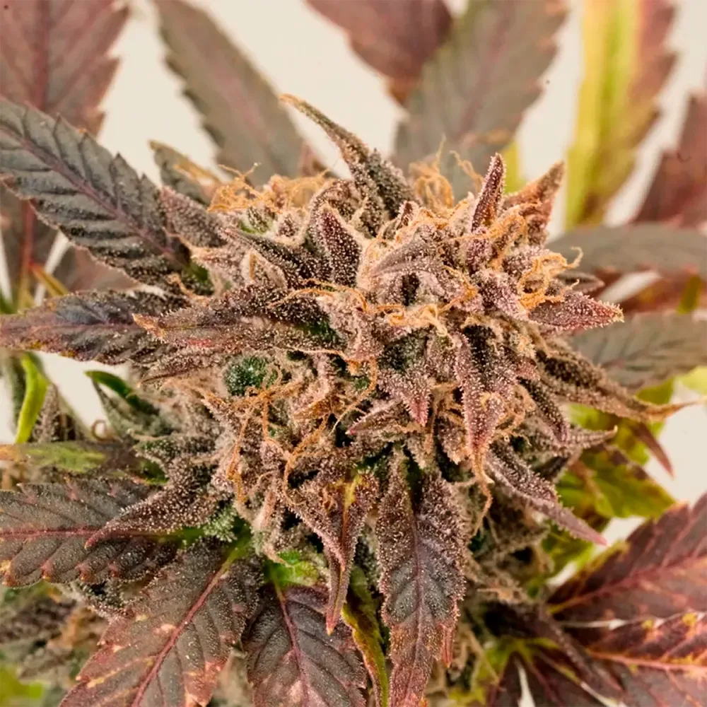 Auto-GrapefruitZ_2.webp