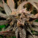 Auto-slush-mint-cake_2.webp