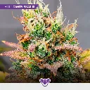 Púrpura-Mix_4.webp