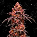 producto1.webp
