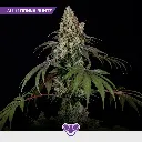 Púrpura-Mix_3.webp
