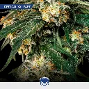 Energy-mix_5.webp