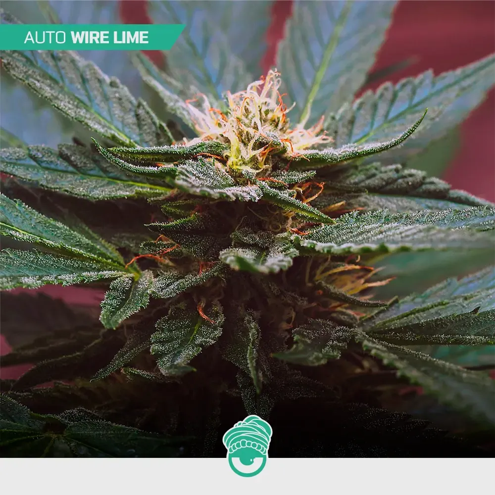 CBD-Mix-Auto_3.webp