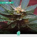 CBD-Mix-Auto_3.webp