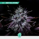 CBD-Mix-Auto_4.webp