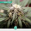 CBD-Mix-Auto_2.webp