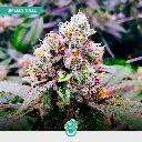 CBD-Mix-Fem_4.webp