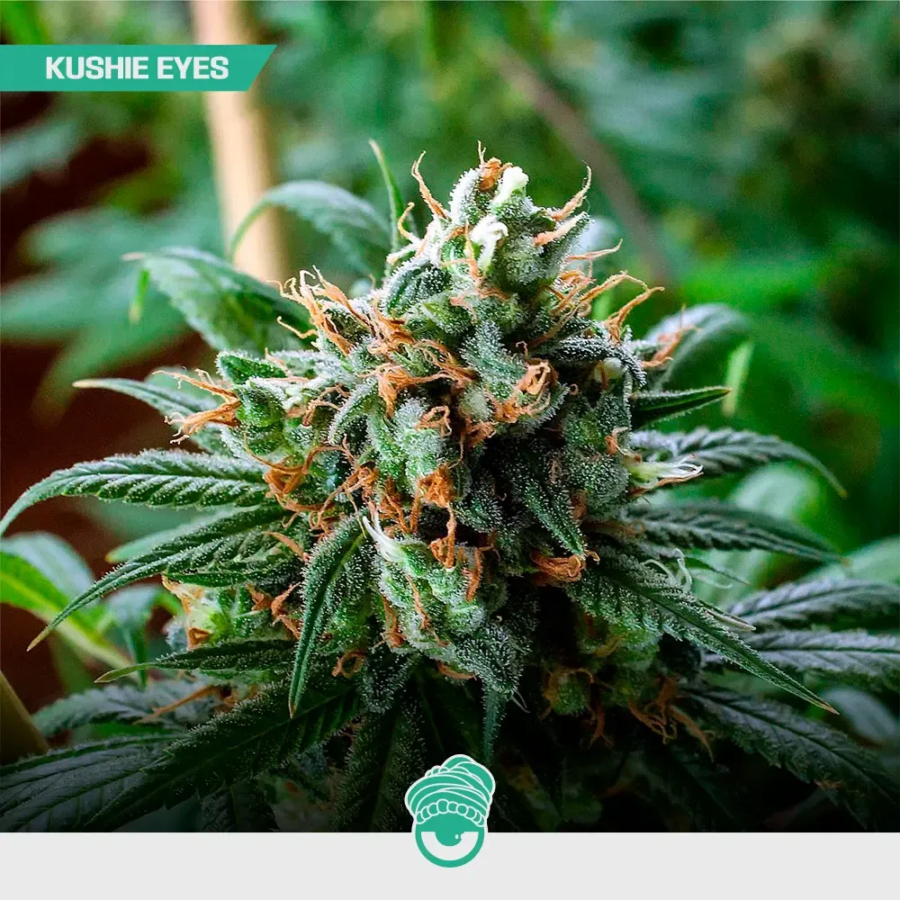 CBD-Mix-Fem_3.webp