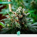 CBD-Mix-Fem_3.webp
