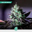 CBD-Mix-Fem_2.webp