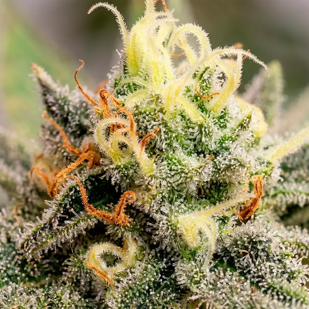 Lechugas-Genetics- Lemon-Ice-Auto_2.webp