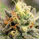 Lechugas-Genetics- Lemon-Ice-Auto_2.webp