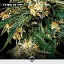 VIP-Mix_5.webp