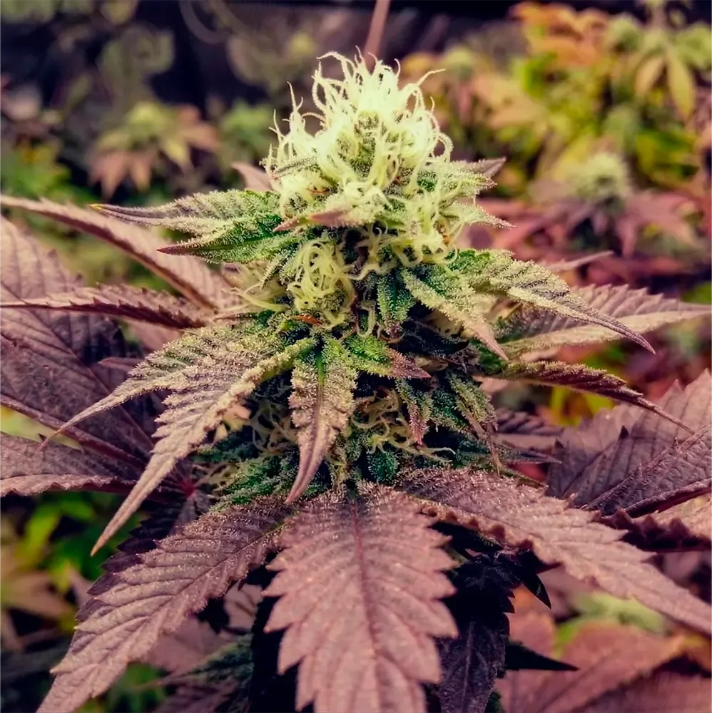 Lechugas-Genetics-Purple-Fruit-Auto_2.webp
