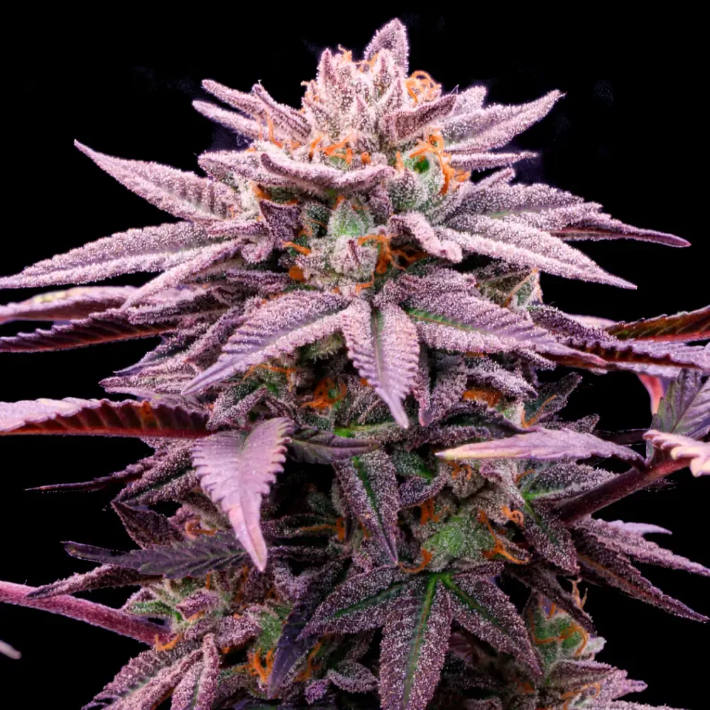 1439- Choco-OG-Fem_2.webp