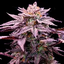 1439- Choco-OG-Fem_2.webp