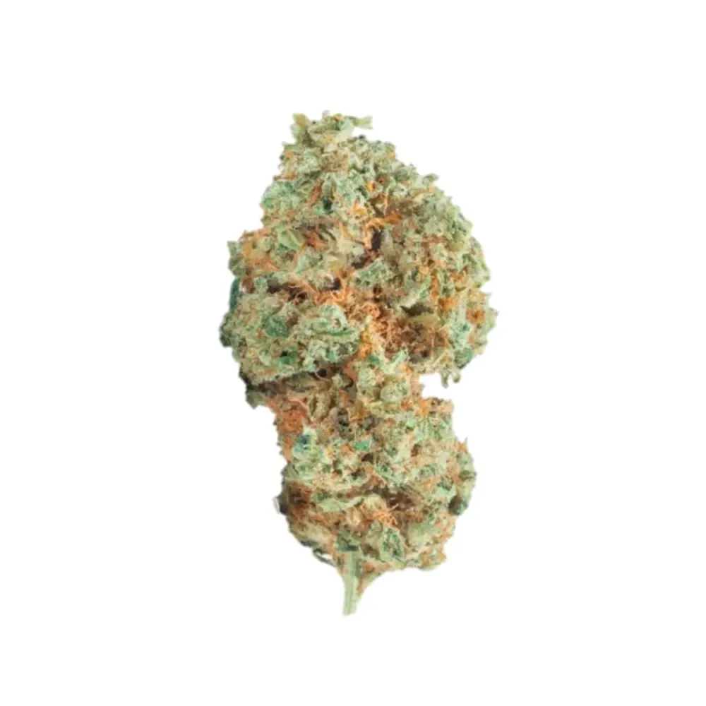 Pot-Corn- Lemon-Tree-Fem_2.webp