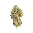 Pot-Corn- Lemon-Tree-Fem_2.webp