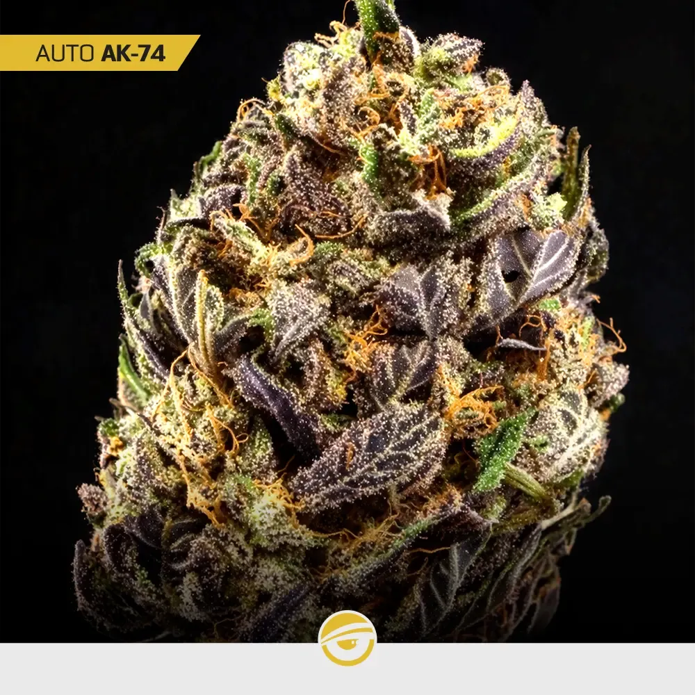 Gold-Mix_4.webp
