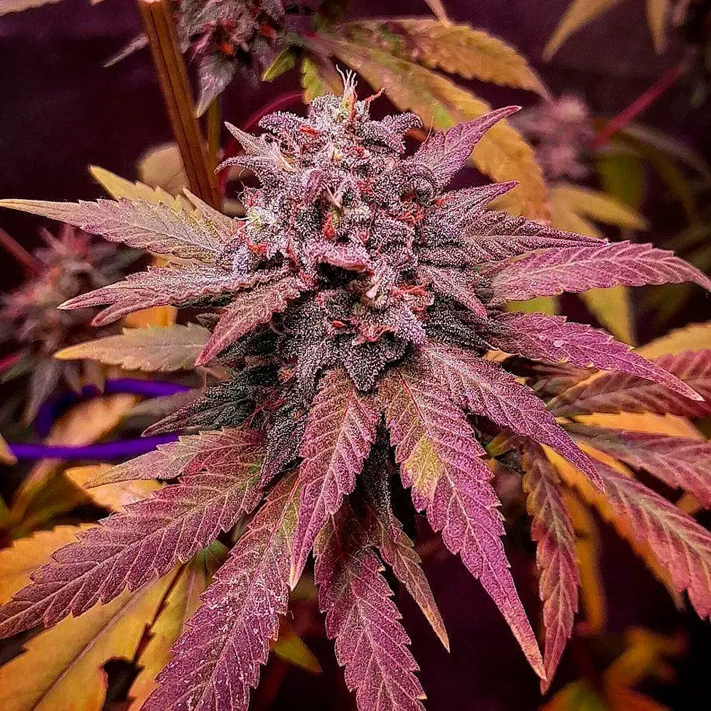 La-Maga-Matrona-Fem_2.webp