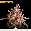 Gold-Mix_3.webp