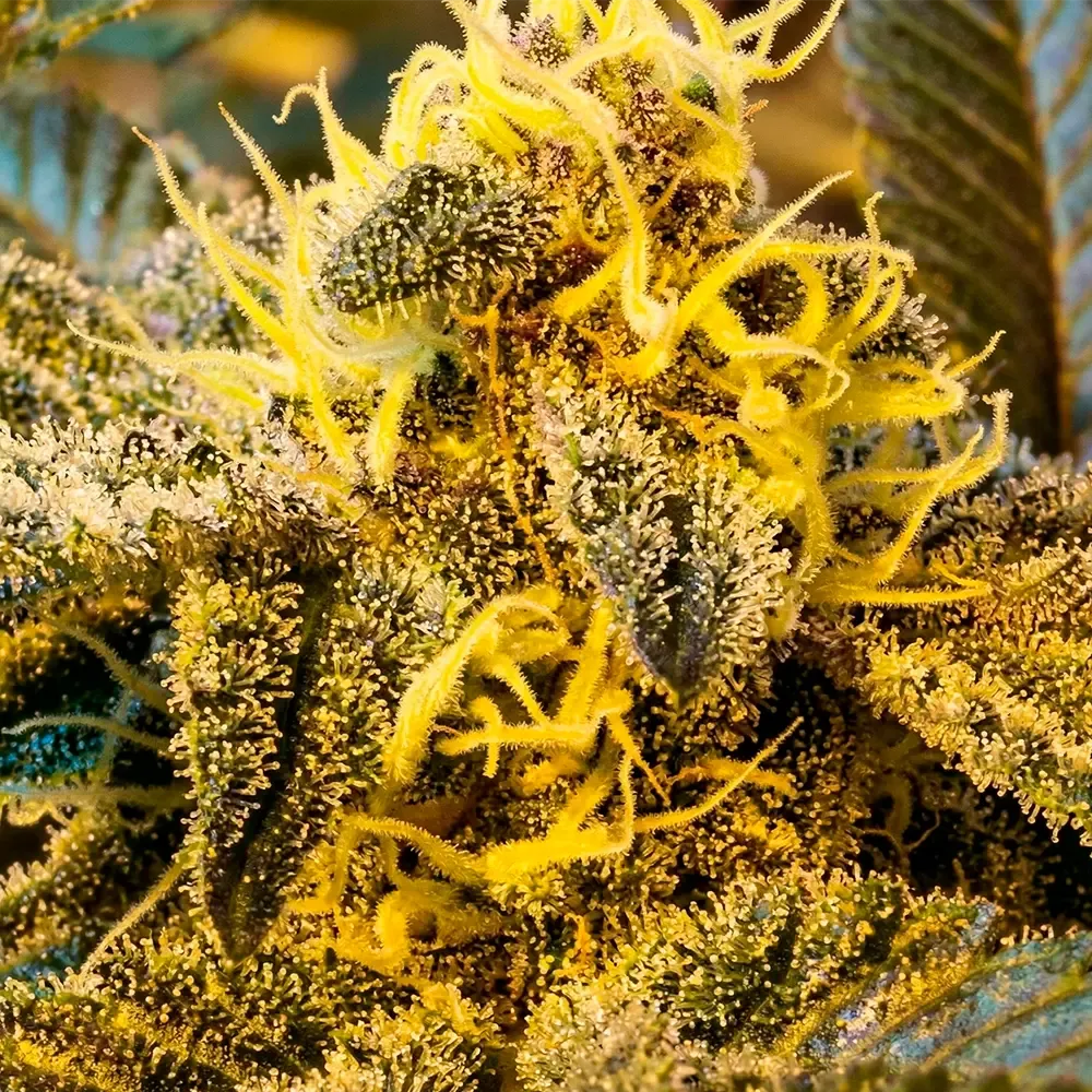 Seeds-UY-Selene-Regular_2.webp