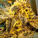 Seeds-UY-Selene-Regular_2.webp