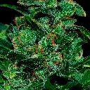 Seeds-UY-Sumo-Regular_2.webp