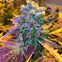 Sweed-Labs-Tropicana-WFC-Fem_2.webp