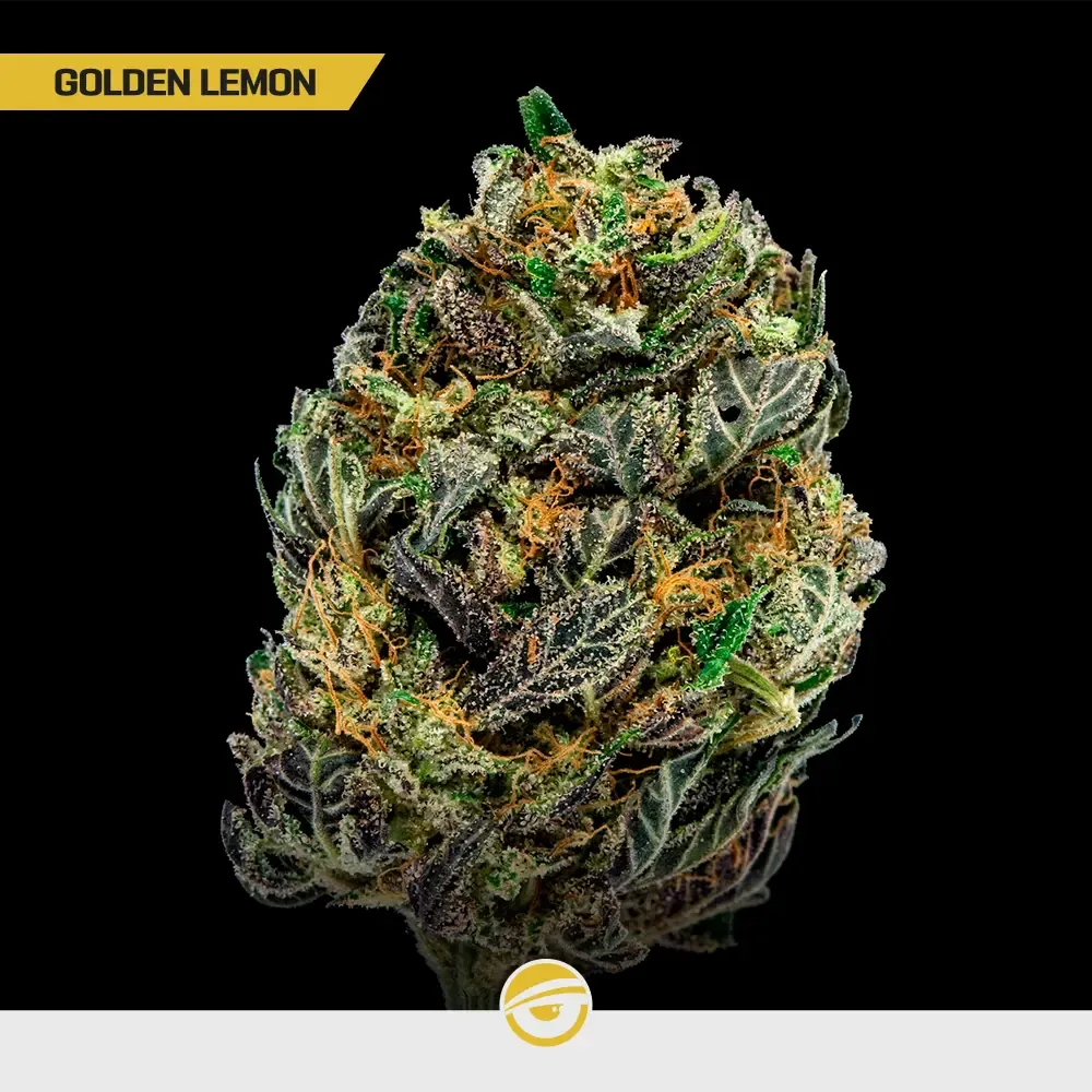 Gold-Mix_5.webp